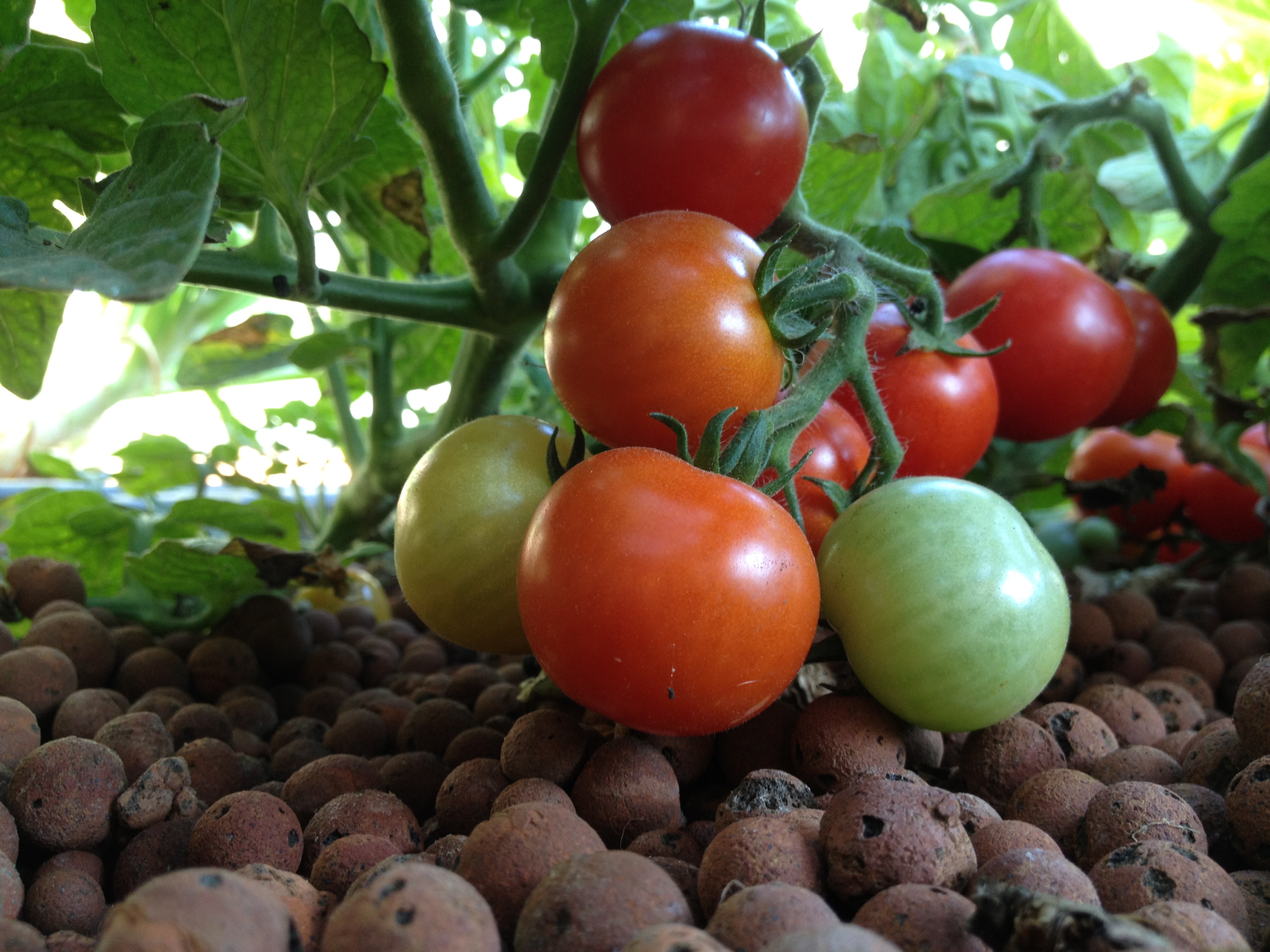 Aquaponics | Perfect Pond Care