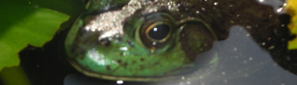 frogbig